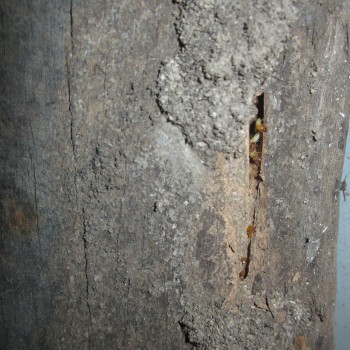 Live-termites-Coptotermes-timber