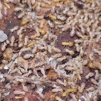 Live-termites-Windsor
