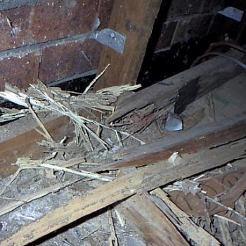 Termite-damage-roof-void-Capalaba