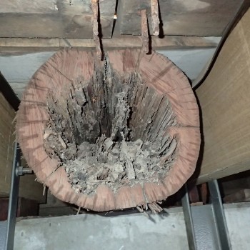 Termite-damage-wharf-decking-beam