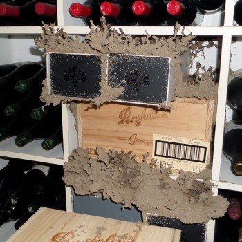 termites in wine cellar