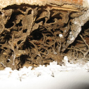 Termites-live-honeycomb