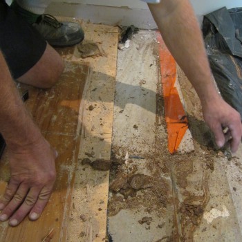 Termites-under-timber-floor
