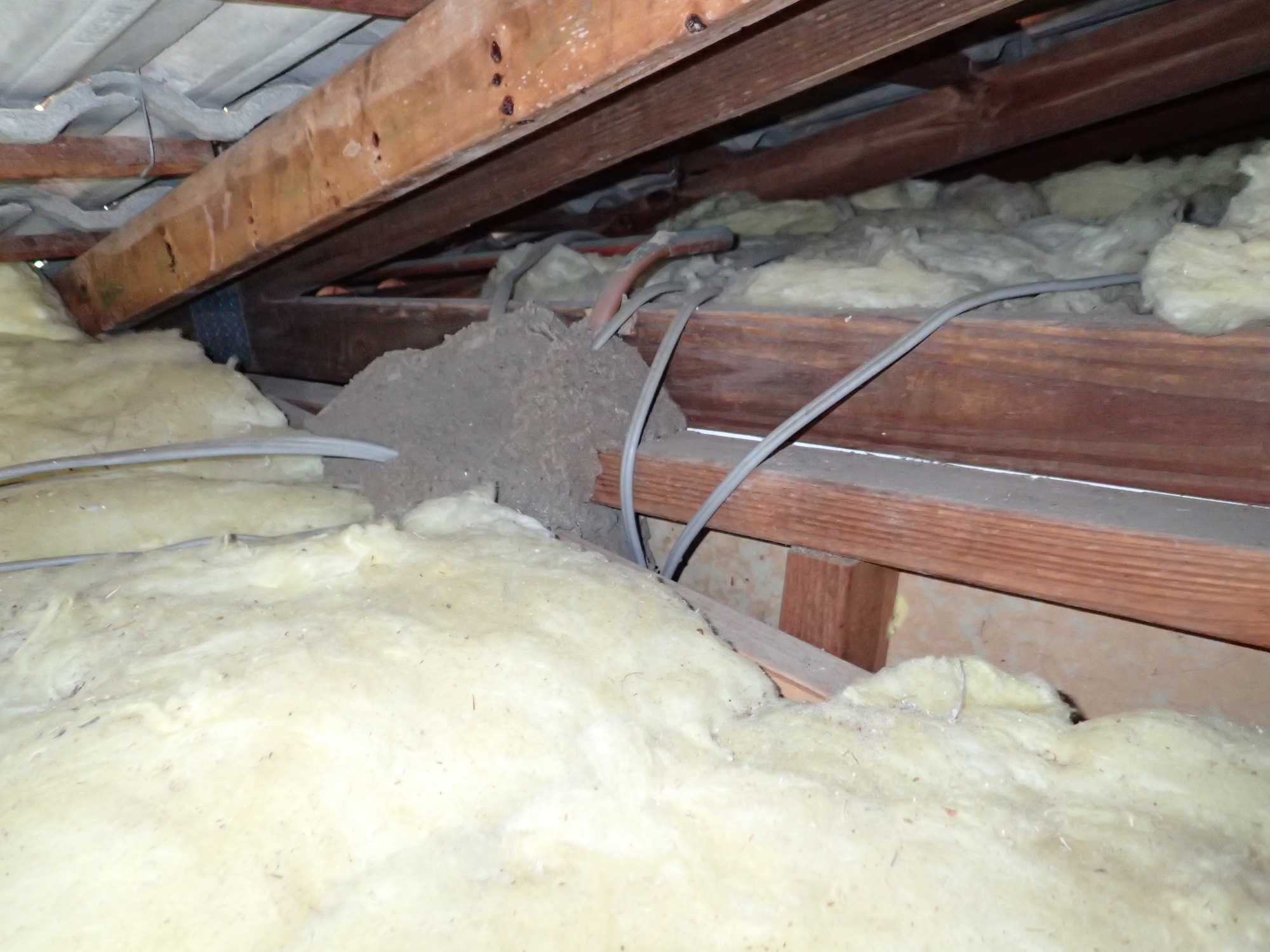 A termite nest found in a roof void today. An elderly couple had found termites in the yard and were concerned. Thankfully this is not a particularly destructive termite species